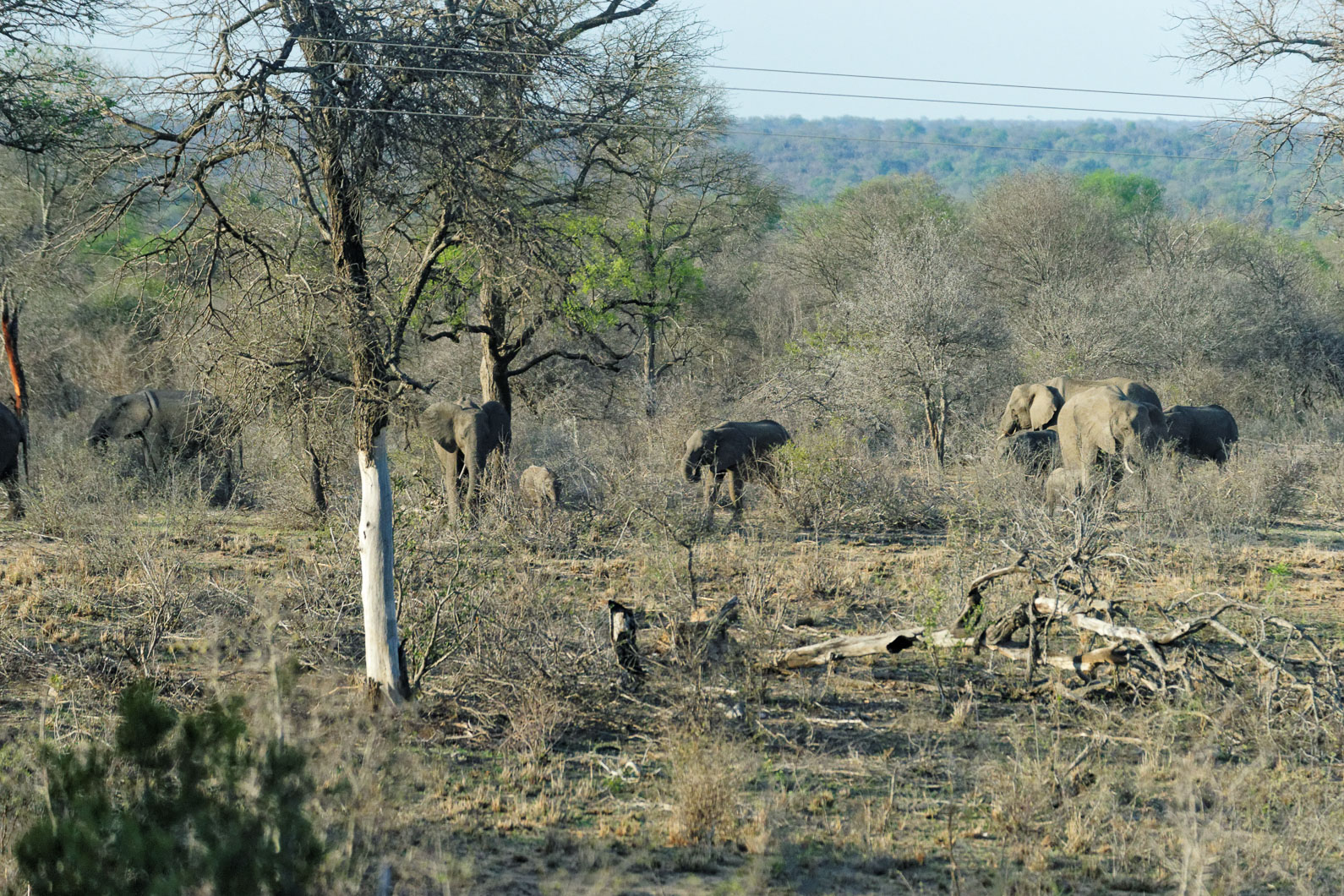 20161112 181822 Elefanten